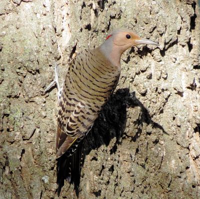 Northern Flicker