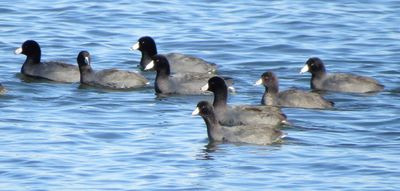 American Coot