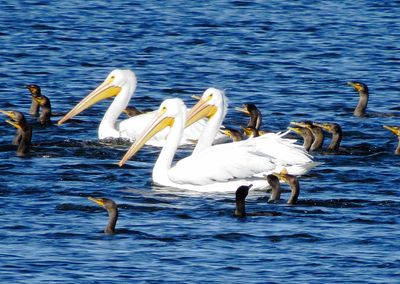 American White Pelican