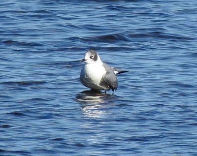 Franklin's Gull