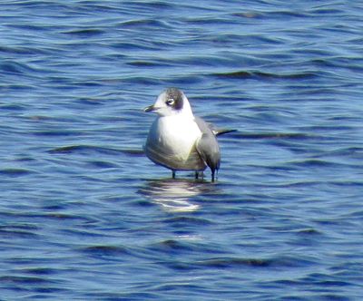 Franklin's Gull