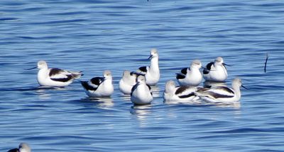 American Avocet