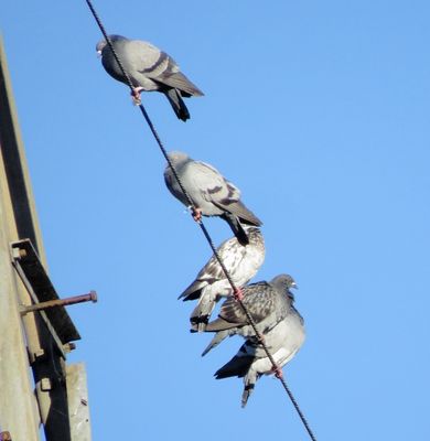Rock Pigeon