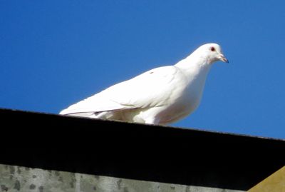 Rock Pigeon