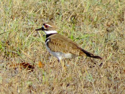 Killdeer