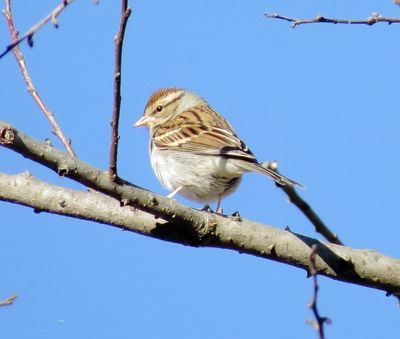 Chipping Sparrow