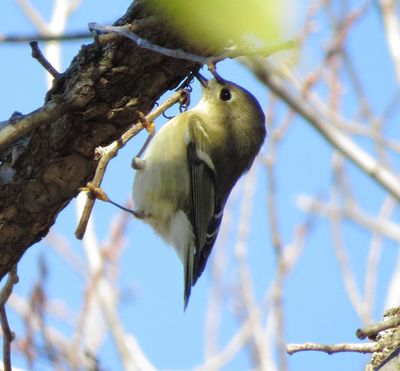 Ruby-Crowned Kinglet