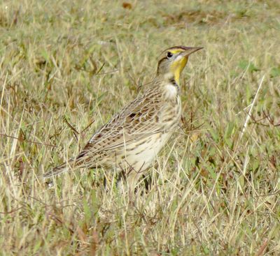 Western Meadowlark