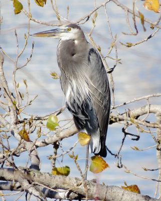Great Blue Heron