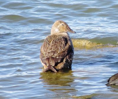 King Eider