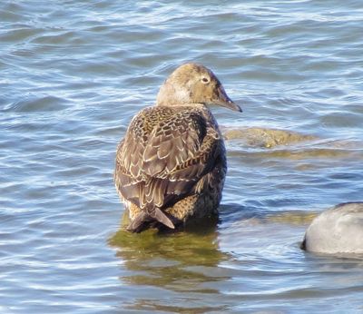 King Eider