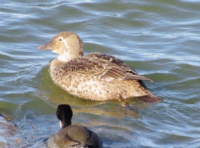 King Eider