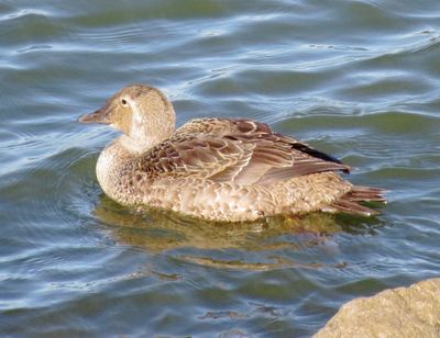 King Eider