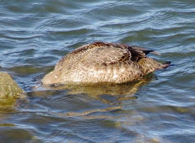 King Eider
