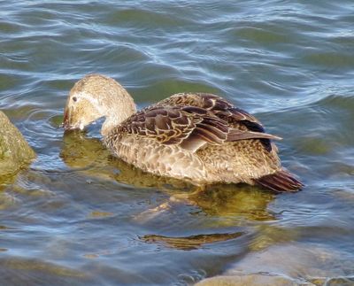 King Eider