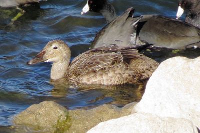 King Eider