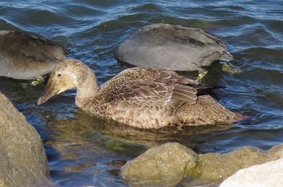 King Eider