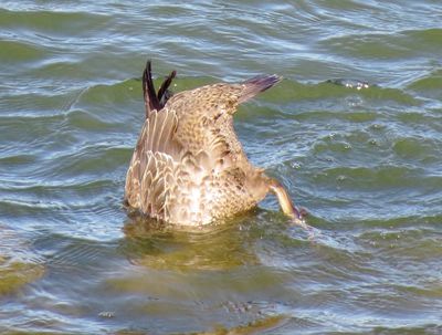 King Eider
