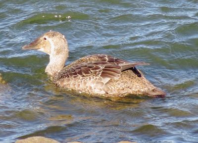 King Eider