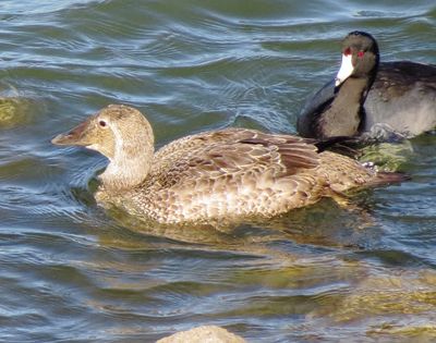 King Eider