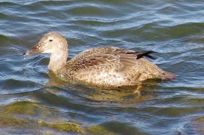 King Eider
