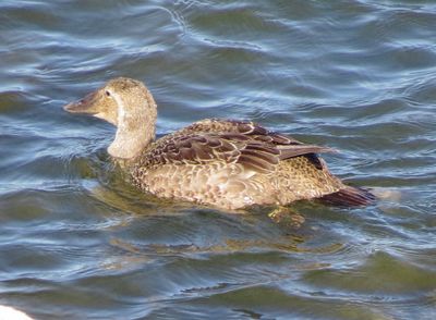 King Eider