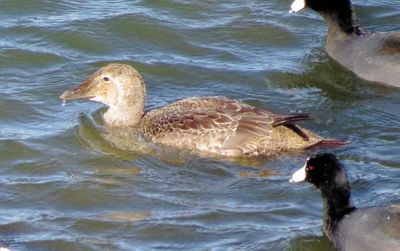 King Eider
