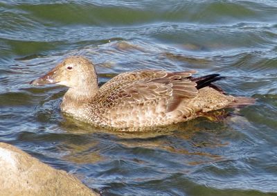 King Eider
