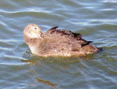 King Eider