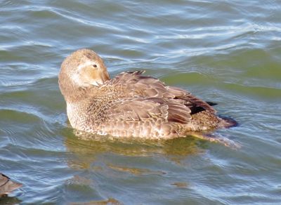 King Eider