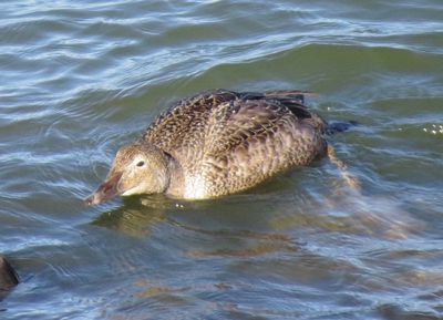 King Eider