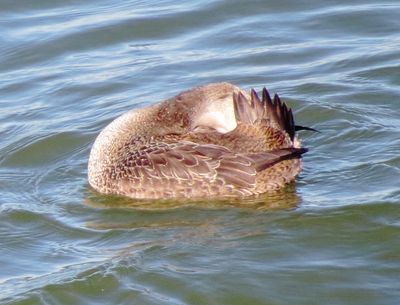 King Eider