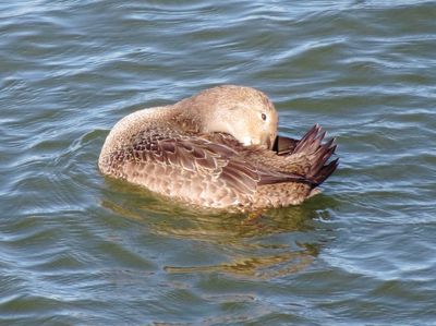 King Eider
