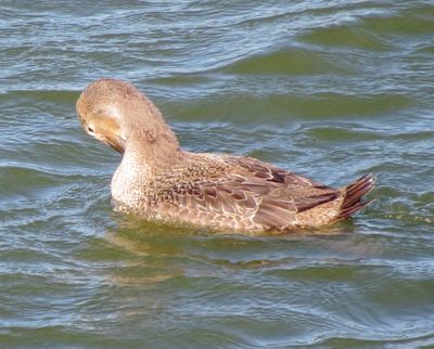 King Eider