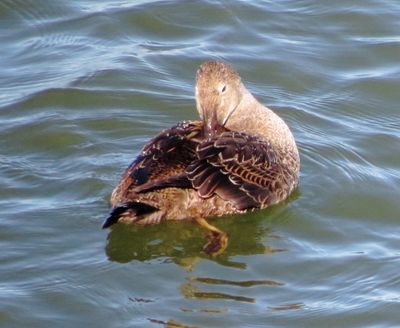 King Eider