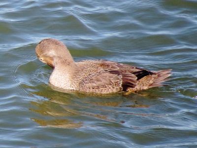 King Eider