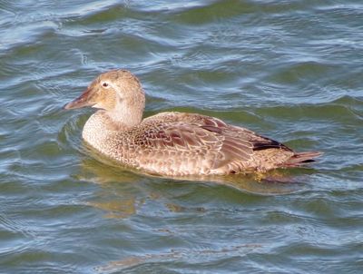 King Eider