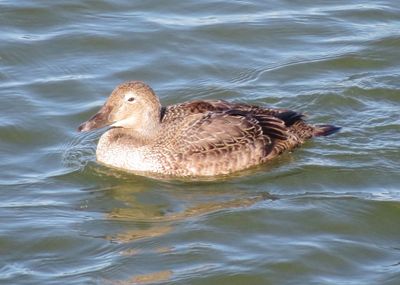 King Eider