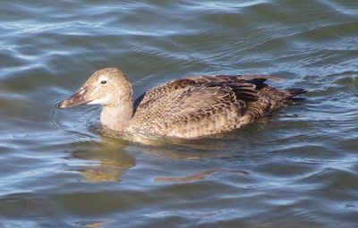 King Eider
