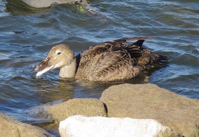 King Eider