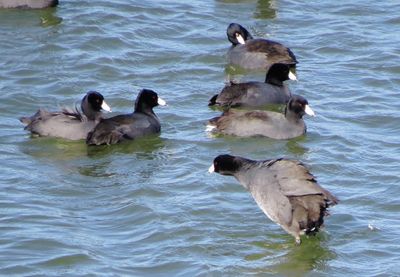 American Coot