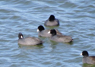American Coot