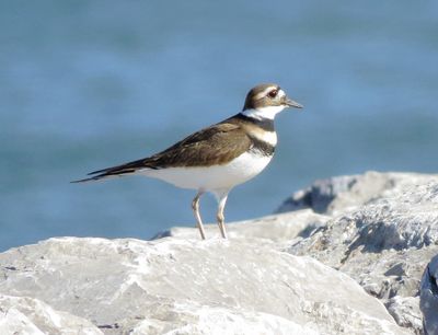 Killdeer