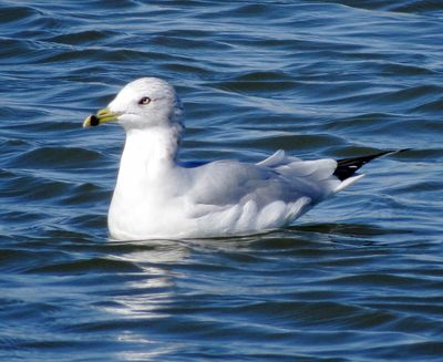 Ring-Billed Gull