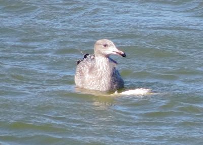Possible Vega Gull