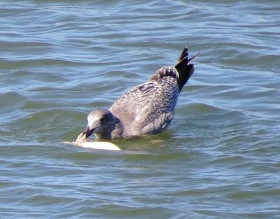 Possible Vega Gull