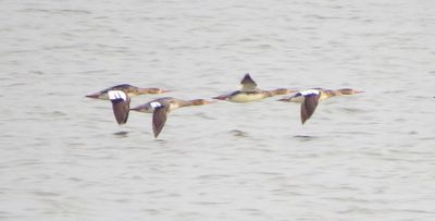 Red-Breasted Merganser