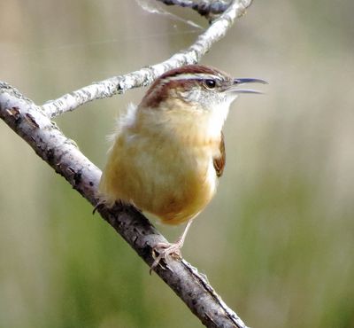 Carolina Wren