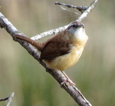 Carolina Wren