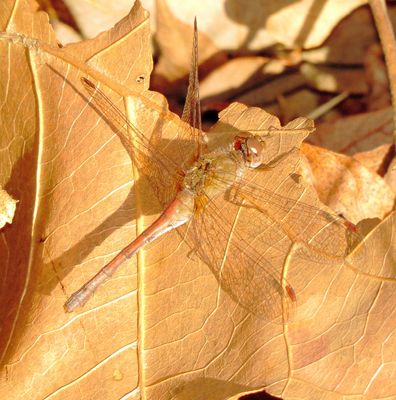 Autumn Meadowhawk